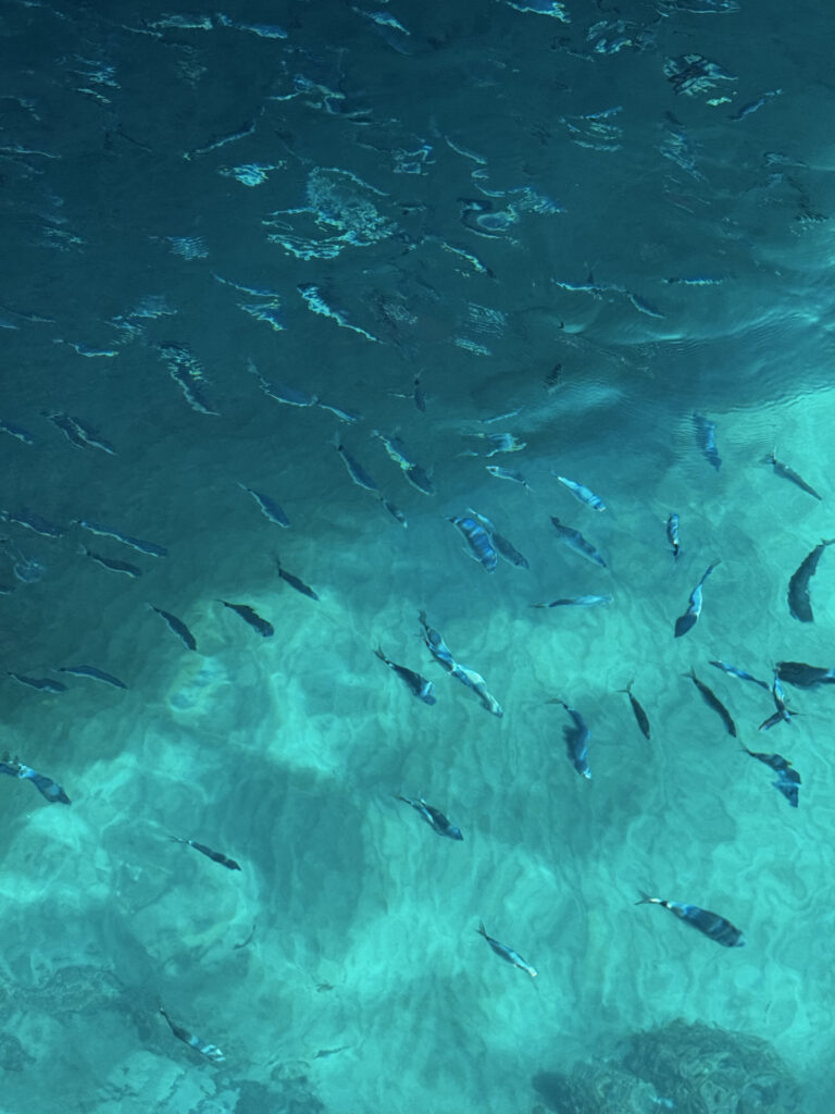 School of fish visible beneath the surface in crystal-clear water